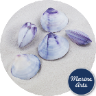 Polished Purple Clam Pair - Decor Pack